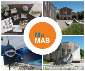 MuMab, un nuovo museo del mare nel parco dello Stirone e del Piacenziano