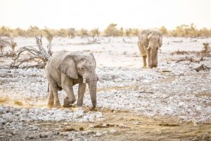 African Explorer festeggia il proprio Giubileo con tre proposte speciali per un Capodanno in Tanzania e in Namibia