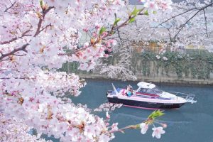 Tokyo celebra la primavera e il suo simbolo per eccellenza, i sakura