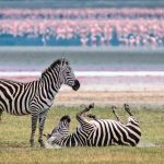 Tanzania e Botswana: tra safari e campi tendati, la mia Africa del Diamante