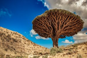 Kel 12 torna a Socotra con un viaggio di dieci giorni, incluse sette notti in tende mobili-igloo