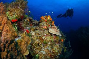 Al via a Grand Bahama un progetto di coral restoration a cura di Viva Resorts