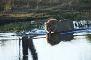 I safari sostenibili di Evaneos: a piedi, in bici, a cavallo o in canoa