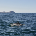 Irlanda: il Páirc Náisiúnta na Mara sulla Wild Atlantic Way è il primo parco nazionale marino