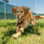 Club del Sole moltiplica le Dog Week: quattro i villaggi coinvolti a settembre