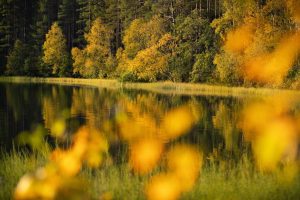 Autunno in Finlandia