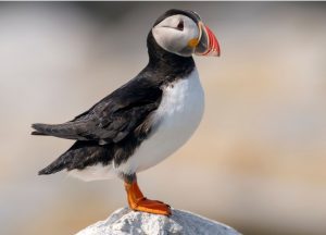 Arriva Rivea: la nuova mascotte delle Vie del Nord è un Puffin blu