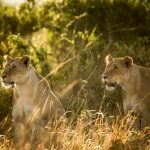 African Explorer: sei itinerari in Africa per combattere l'holidays blues