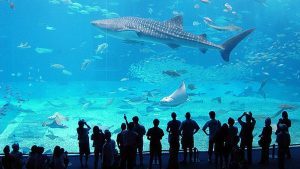 Parchi a tema nel mirino: l’acquario di Genova ai francesi di Looping?