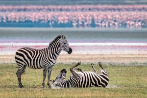 Tanzania e Botswana: tra safari e campi tendati, la mia Africa del Diamante