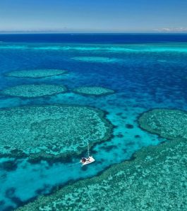 Queensland, lo spettacolo della nuova vita dei coralli nella Grande Barriera Corallina