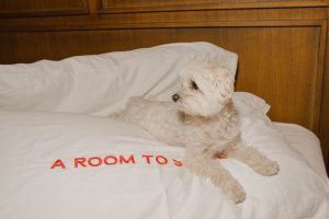 Dal 21 luglio le strutture Room Mate diventano dog-friendly