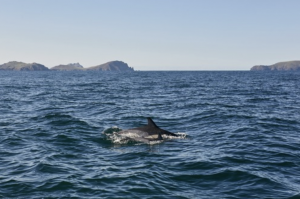 Irlanda: il Páirc Náisiúnta na Mara sulla Wild Atlantic Way è il primo parco nazionale marino