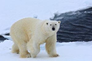 Norvegia: norme più restrittive per le navi da crociera alle Svalbard a protezione della fauna